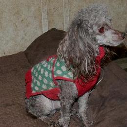 Jackson - Poodle