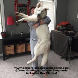 Berger Blanc Suisse and German Shepherd Puppies from Vom Hundhaus German Shepherds