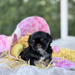 Girl 1 - Black and tan female Shih Tzu puppy in Calimesa, California from Little Mountain’s Shih Tzus