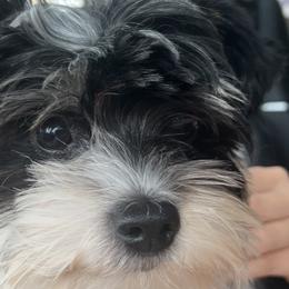 Albert - Biewer Terrier