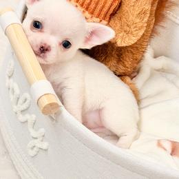 Max - Cream and white male Chihuahua puppy in Oviedo, Florida from ROYALCHIHUAHUAPUPPY