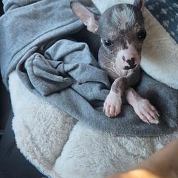 Chihuahua and Chinese Crested Puppies from Western Kentucky Chihuahua’s and Chinese Crested’s