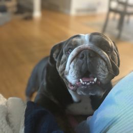 Moe - Blue tri-color female Bulldog puppy in Berea, Kentucky from Bully Life Farms