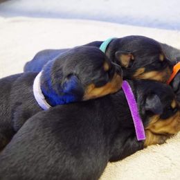 Rottweiler Puppies from Ostenberg Rottweilers LLC