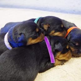 Rottweiler Puppies from Ostenberg Rottweilers LLC