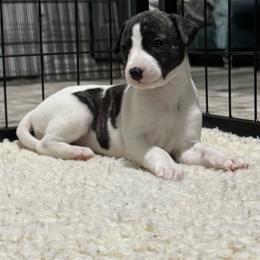 Girl 4 - White and fawn brindle female Whippet puppy in Winter Garden, Florida from Infinity Whippets