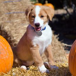 English Shepherd Puppies from Quixotic Shepherds