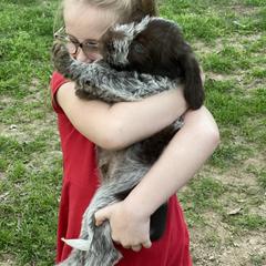 Spinone Italiano puppies from Millers Point Versatile Gun Dogs