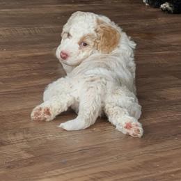Luna - White female Sheepadoodle puppy in Austin, Texas from Darling Doodles