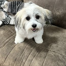 Izzy - Havanese