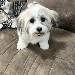 Izzy - Havanese