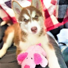 Siberian Husky Puppies from Blue Moon Siberian Husky Haven