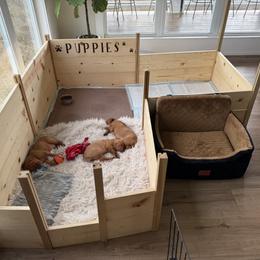 Vizsla Puppies from April Wolf