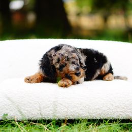 Blue - Merle male Bernedoodle puppy in Washington from Doodle Love
