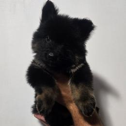 Purple Female - Black and tan female German Shepherd puppy in Ocala, Florida from Guardian Shepherds