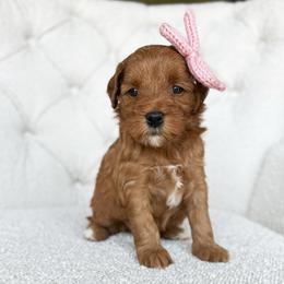 Marie - Red  female Goldendoodle puppy in Sterling, Illinois from Charley's Goldendoodles