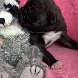Girl 6 - Brindle female Boxer puppy in Plainwell, Michigan from Hope's Beautiful Boxers