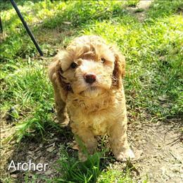 Archer - Golden male Cockapoo puppy in Sunset, Louisiana from Cano Cockapoos