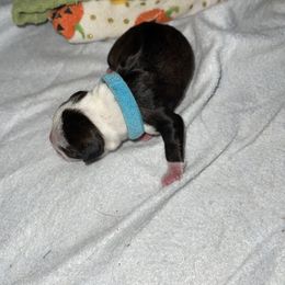 Light Blue Boy - Boston Terrier puppy in Winnie, Texas from Tina Terry's Boston Terriers