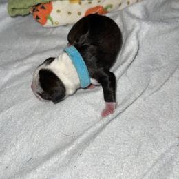 Light Blue Boy - Boston Terrier puppy in Winnie, Texas from Tina Terry's Boston Terriers
