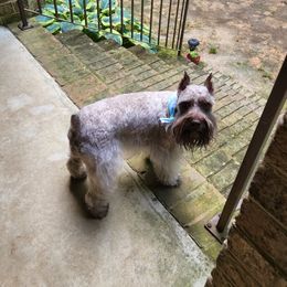 Nellee - Miniature Schnauzer