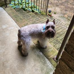Nellee - Miniature Schnauzer