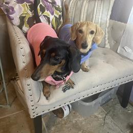 Marley - Dachshund