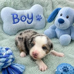 Buzz - Blue merle male Miniature American Shepherd puppy in Covington County, Alabama from Sweetbay Aussies/ Miniature American Shepherds