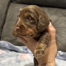 Dachshund Puppies from Camden Line Dachshunds