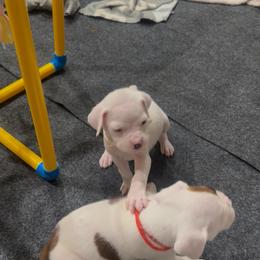 Girl 3 white 'Runt' - White female Boxer puppy in Nashville, Tennessee from Best Friends over 20+ years experience