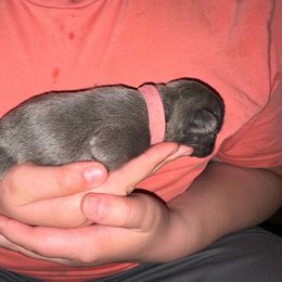 Pink - Brindle French Bulldog puppy in Williamston, North Carolina from Beth’s Precious Dachshunds and Frenchies