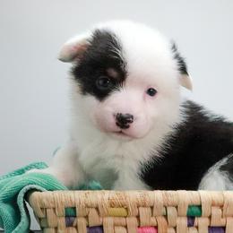 American Corgi, Cardigan Welsh Corgi, and Pembroke Welsh Corgi Puppies from Diamond Corgis