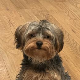 Phineas - Yorkshire Terrier