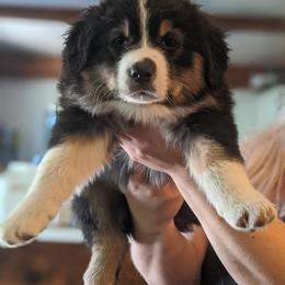 Australian Shepherd Puppies from Sonya Pfeiffer