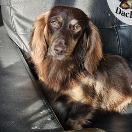 Grizz - Dachshund