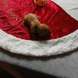 Black - Golden rust male Vizsla puppy in Maineville, Ohio from Izabella Vizslas