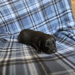 Roadie (Quartz) - male Sporty Mix puppy in Menasha, Wisconsin from Kreger's K9s