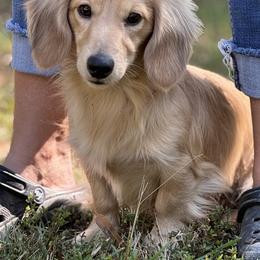 Mozie - Dachshund