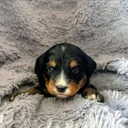Broccoli - Tri-color male Bernedoodle puppy in Gilbert, Arizona from San Tan Doodles