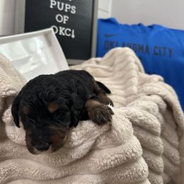 Goldendoodle and Golden Mountain Doodle Puppies from Silver Barn Doodles