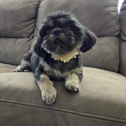 Sophie - Shih Tzu