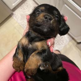 Boy 1 - male Dachshund puppy in Spring Hill, Florida from Adorable Doxxies