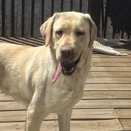 Sadie - Labrador Retriever