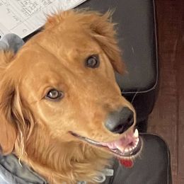 Golden Retrievers from Journey Bound Goldens