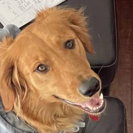 Golden Retrievers from Journey Bound Goldens