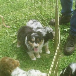 Australian Shepherds from Honeysuckle Haven Farm