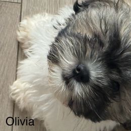 Shih Tzu Puppies from BVPT puppies
