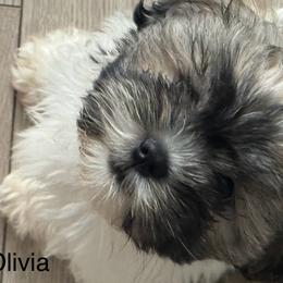 Shih Tzu Puppies from BVPT puppies
