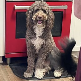 Bernedoodle All Grown Up from Bernedoodles By The Sea