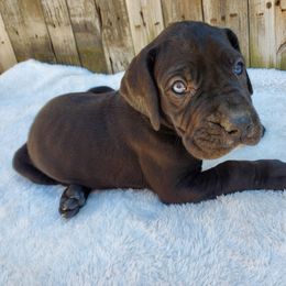 Great Dane Puppies from Dog in Mind Danes